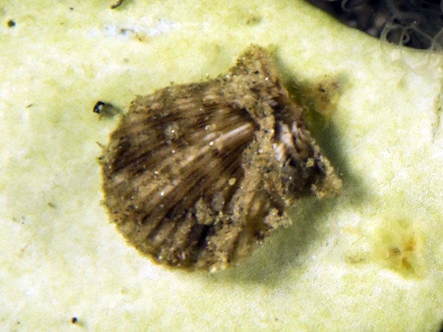 Pectinidae 02